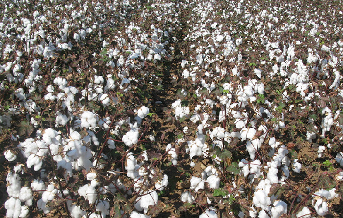 Cotone biologico zona di San Severo